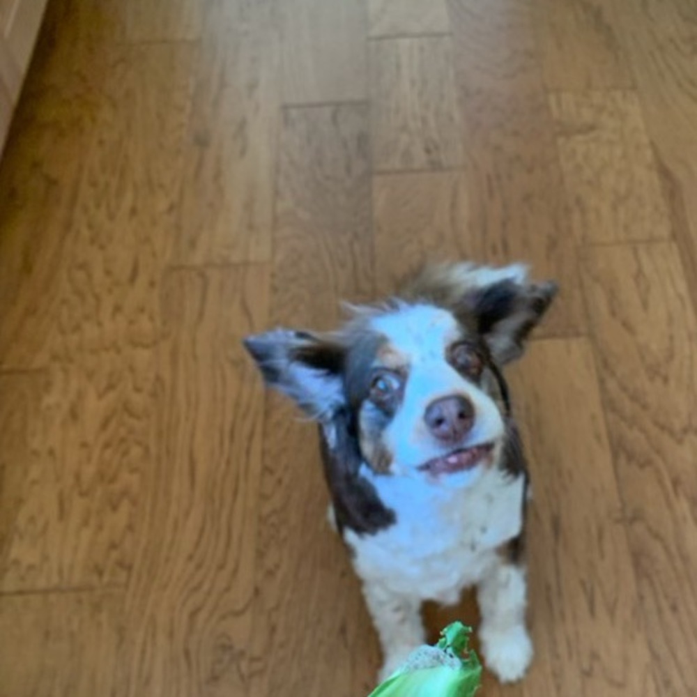 Meet your Posher, Heidi